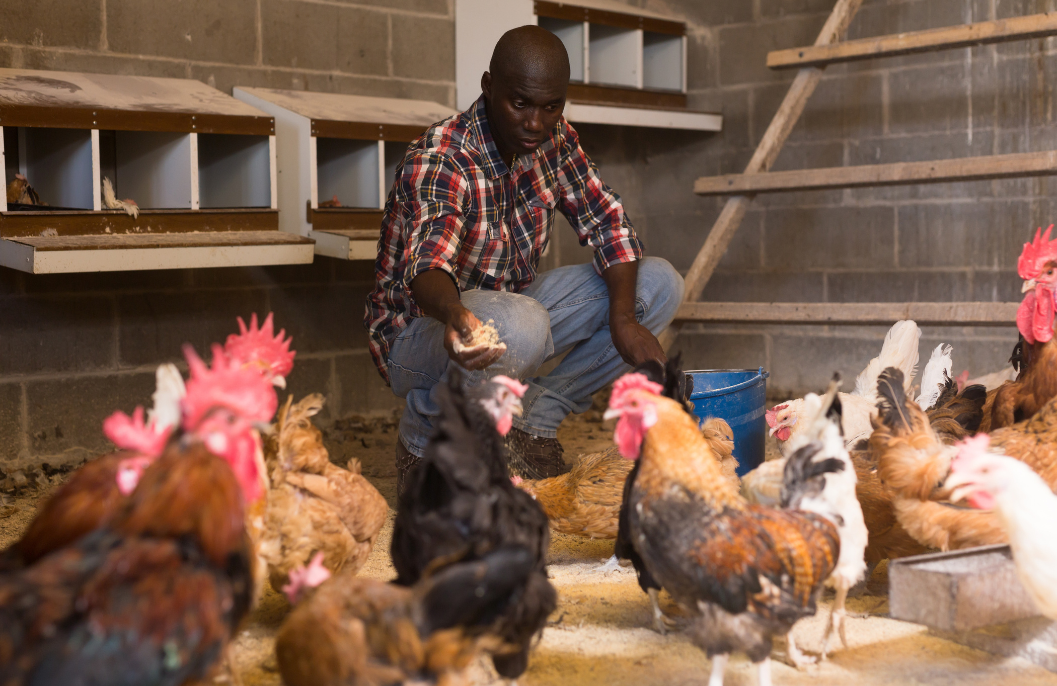Man farmer with bucket feeding chickens at  chicken-house